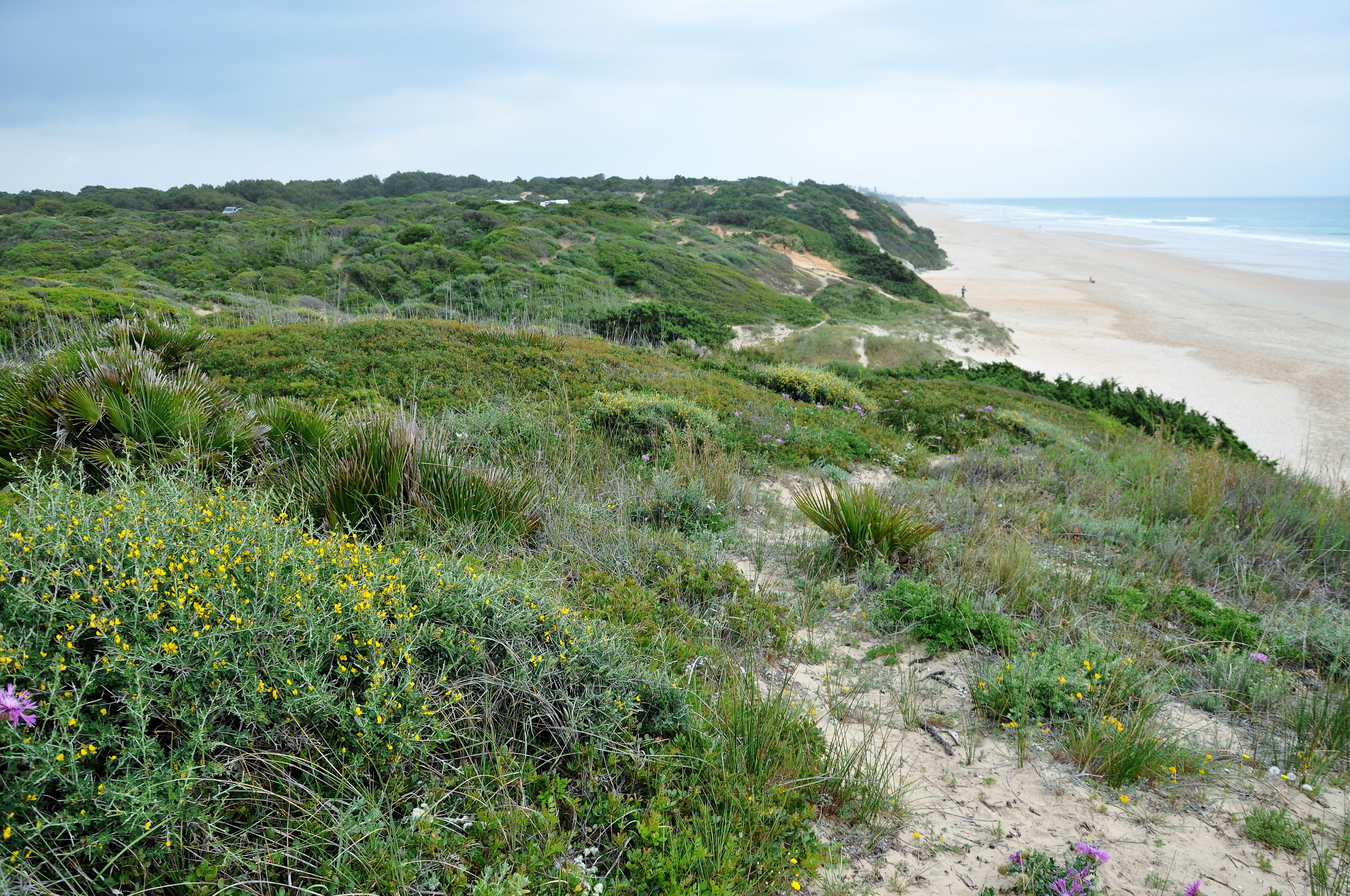 Playa de La Fontanilla